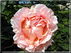 foto Rose